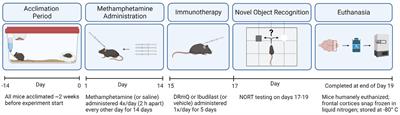 Immunotherapeutic treatment of inflammation in mice exposed to methamphetamine